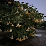 Nirvana Boutique ダッチャ