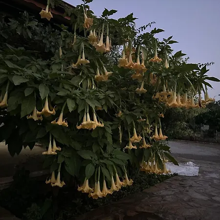 Nirvana Boutique 达特恰